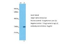 DNASE1L3 Rabbit anti-Human, Polyclonal, Novus Biologicals 0.1ml; Unconjugated:Antibodies,